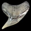 Fossil Tiger Shark Tooth - Lee Creek (Aurora), NC #52033-1